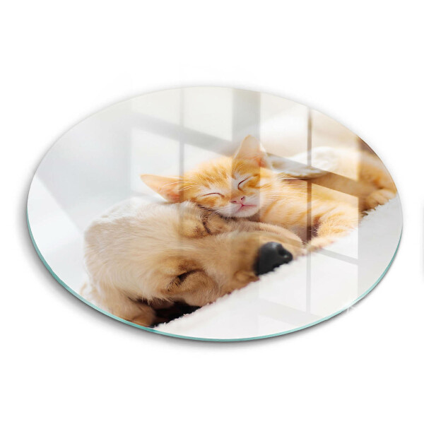 Protection plaque induction Animaux chien et chat