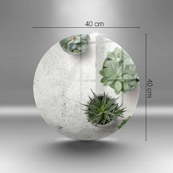 Protection plaque induction Plantes succulentes sur béton