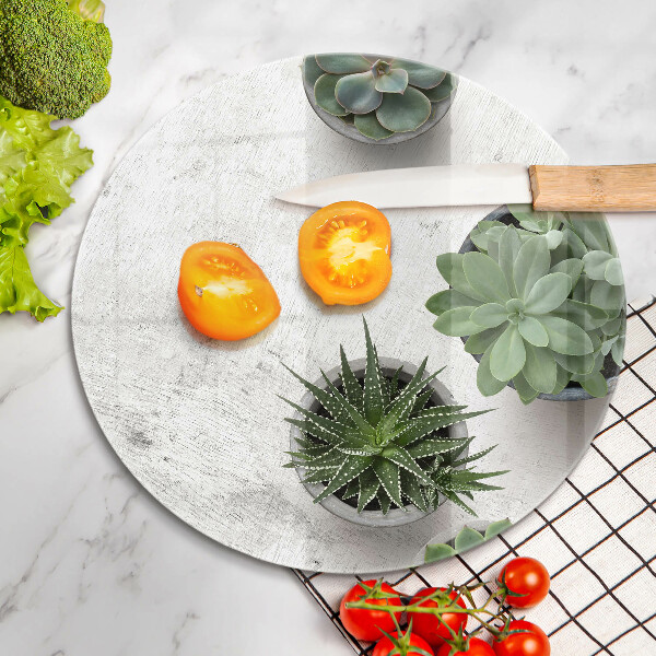 Protection plaque induction Plantes succulentes sur béton