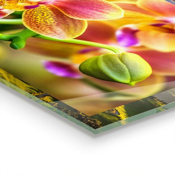 Crédence cuisine en verre Orchidée orange