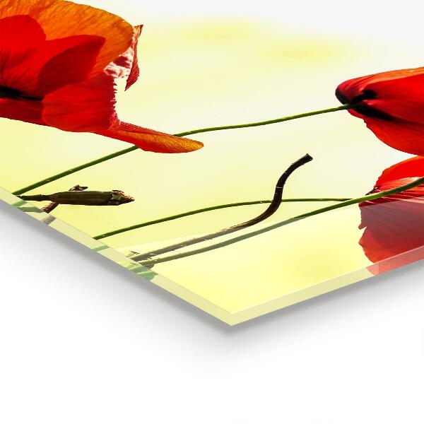 Crédence cuisine en verre Prairie de champ avec des coquelicots rouges
