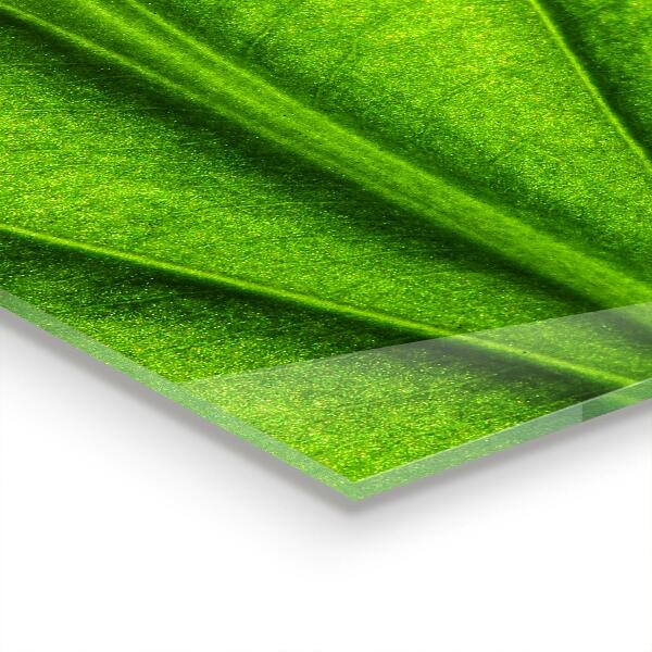 Crédence cuisine en verre Détails de la feuille verte