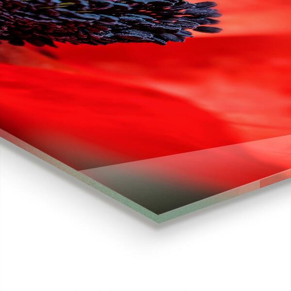 Crédence cuisine en verre Détails du coquelicot rouge