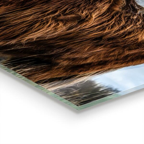 Crédence cuisine en verre Vache boho des highlands