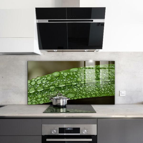 Crédence cuisine en verre Feuille verte après la pluie