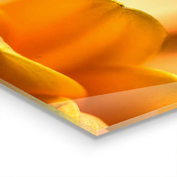 Crédence cuisine en verre Fleur de gerber