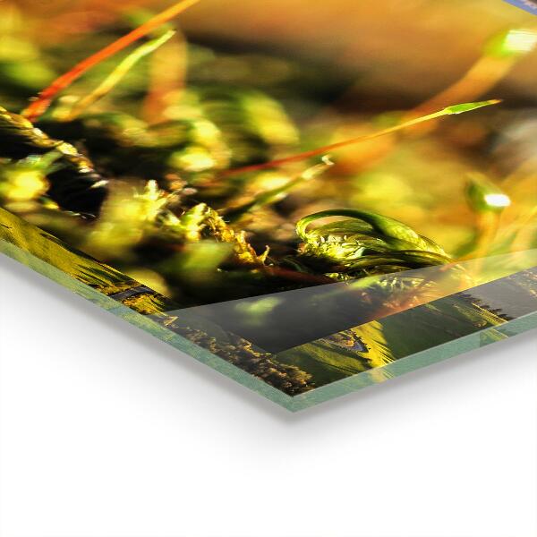 Crédence en verre avec motif Détails de la mousse forestière