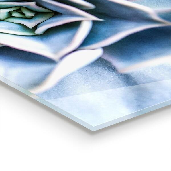 Crédence en verre avec motif Cactus succulents