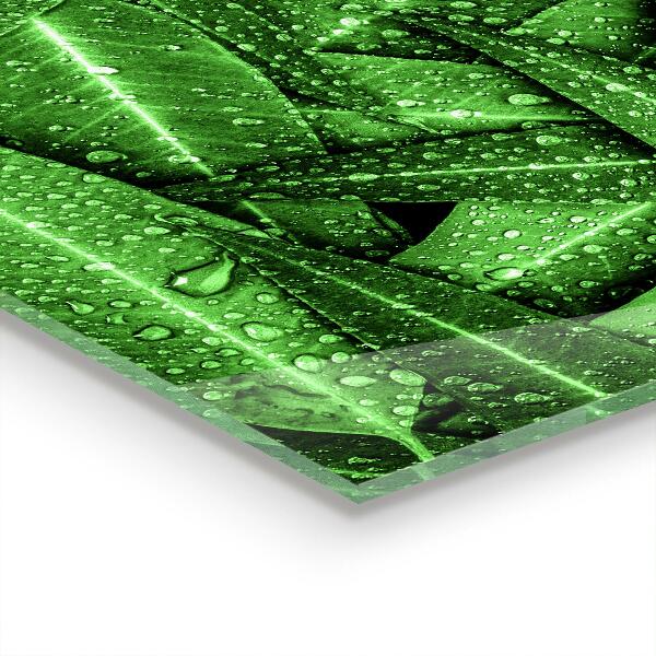 Crédence cuisine en verre Feuilles vertes après la pluie