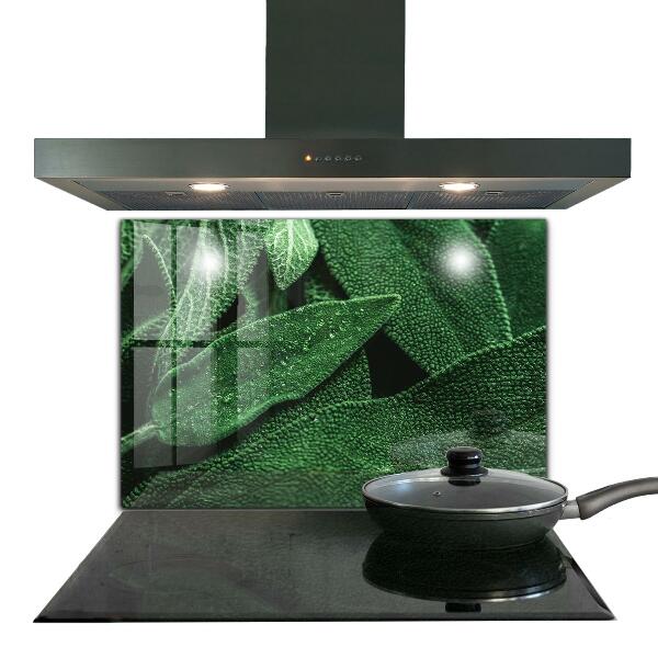 Panneau pour cuisine Feuilles vertes après la pluie