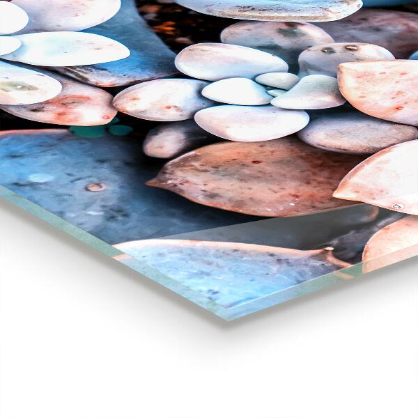 Crédence cuisine en verre Plantes succulentes colorées