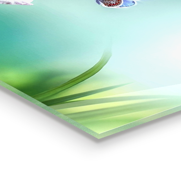 Panneau crédence cuisine Fleur de papillon des prés d'été