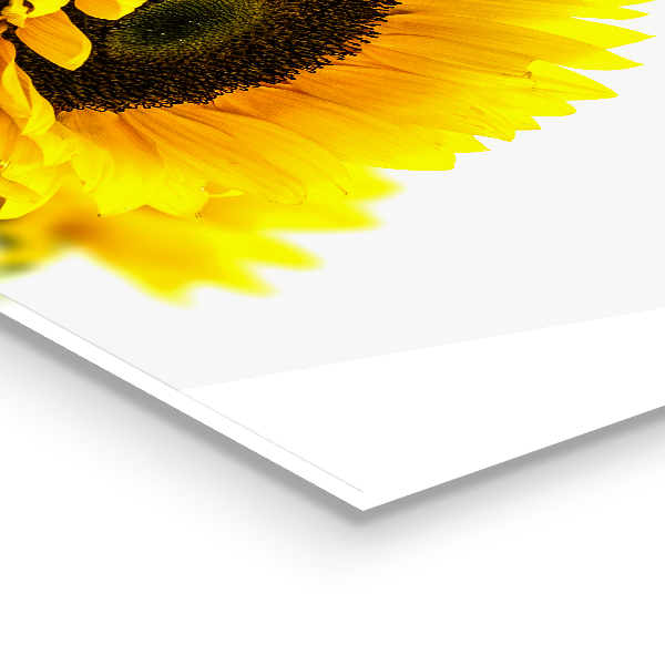 Panneau crédence cuisine Bouquet de tournesol d'été