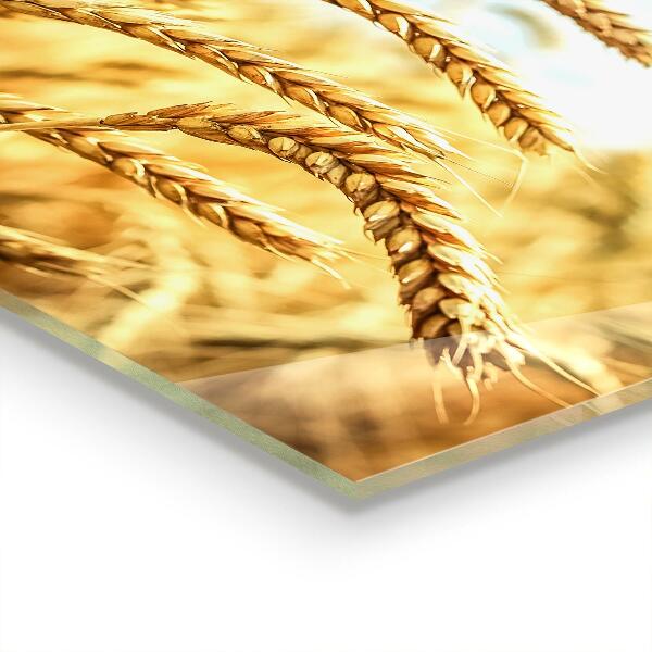 Verre pour crédence Cadeaux céréaliers de mère nature