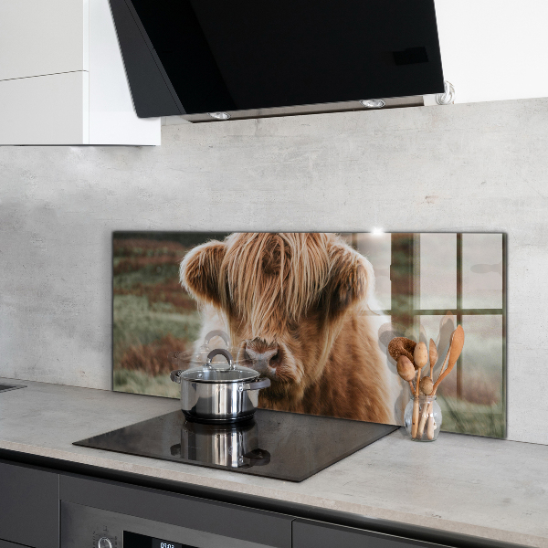 Crédence cuisine en verre Vache de style cottage des highlands