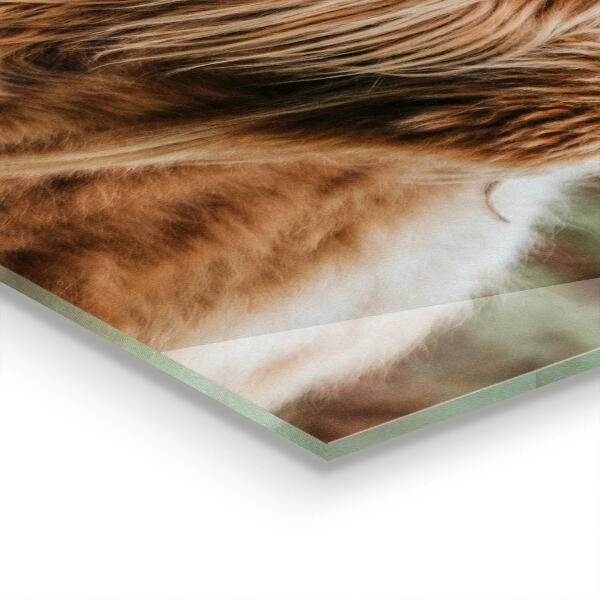 Crédence cuisine en verre Vache de style cottage des highlands