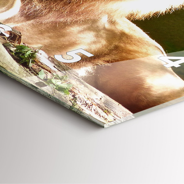 Horloge murale carrée 'Portrait d''un lion'